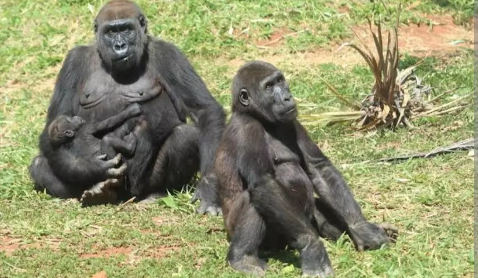 Animais têm dieta especial nas comemorações dos 64 anos do Zoológico de Belo Horizonte