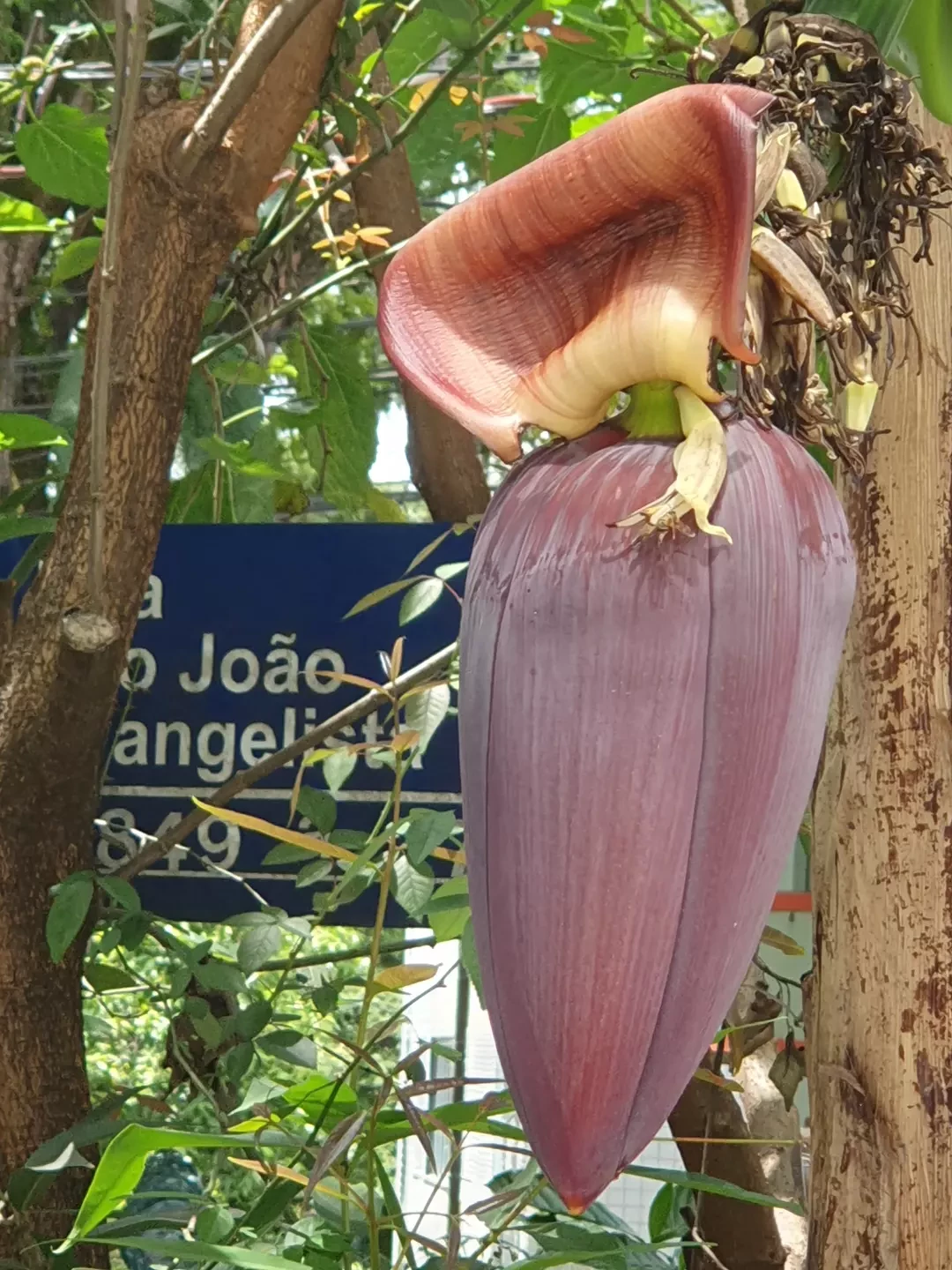 BH possui vários tipos de frutíferas em suas ruas e a PBH podia plantar mais