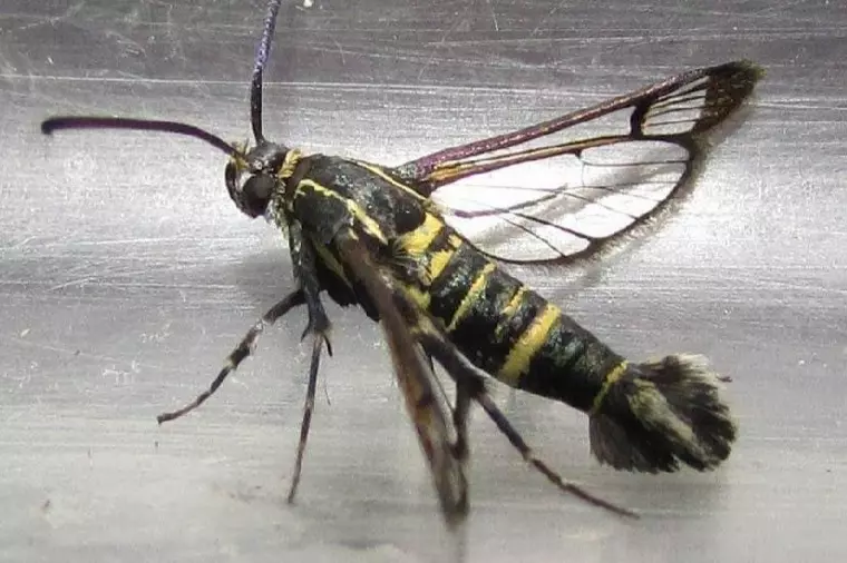 “Mosca do tronco” ataca pequizeiros e todo tipo de árvores no Norte de Minas