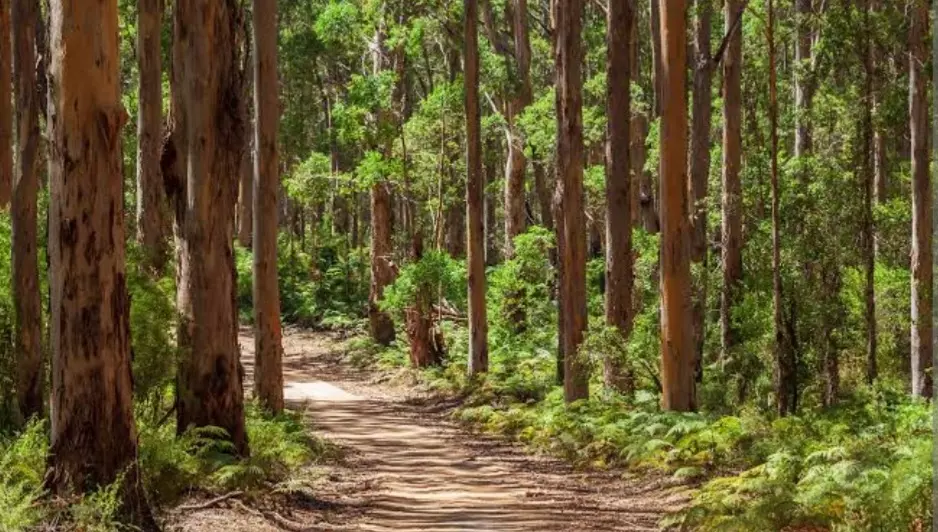 A utilização sustentável dos recursos florestais é possível, porém sem mais amarras legais!