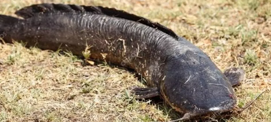 Bagres-africanos infestam e fazem a festa no Rio São Francisco e já comprometem a pesca