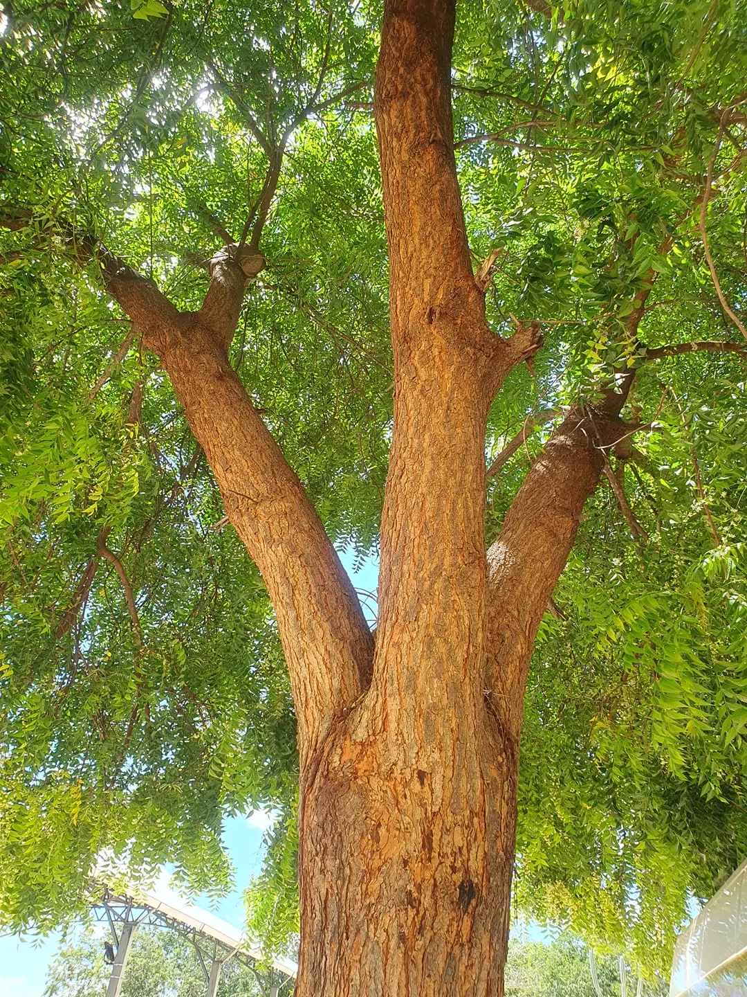 Os dois lados da espécie Nim-Indiano na arborização de Virgem da Lapa e Araçuaí