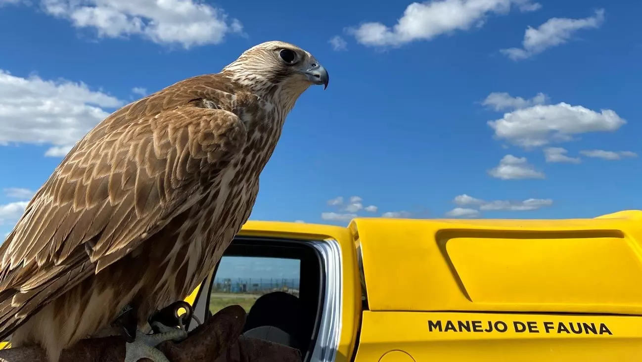 Animais silvestres na pista do aeroporto: do ano passado até hoje 340 foram capturados