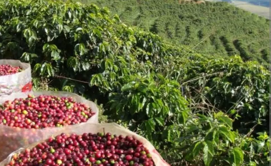 Café mineiro é de qualidade, sustentável e livre de desmatamentos