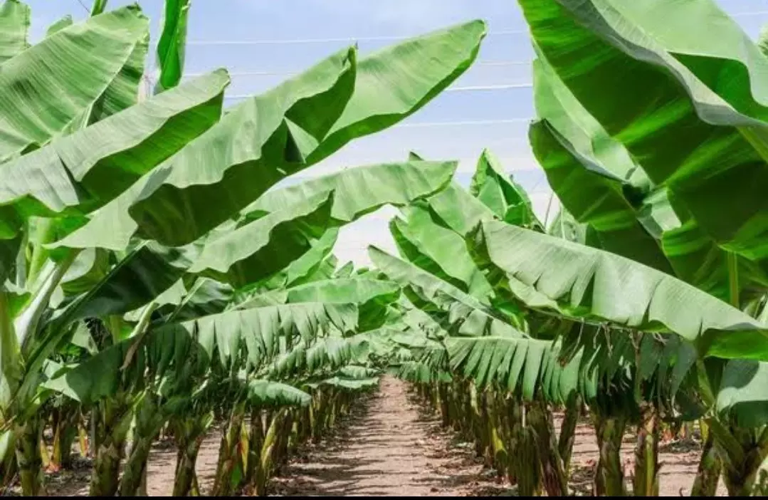 Delfinópolis realiza, a partir de hoje, a 5ª Feira da Banana, até o dia 4 de junho