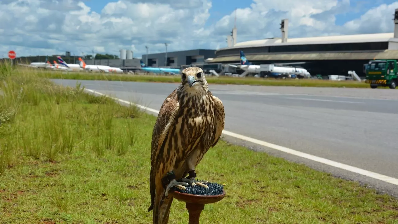 BH Airport desenvolve atividades ao meio ambiente e na geração de resíduos