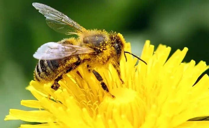 Agrotóxico mata abelhas e compromete a produção de alimentos aqui, no Brasil e no mundo