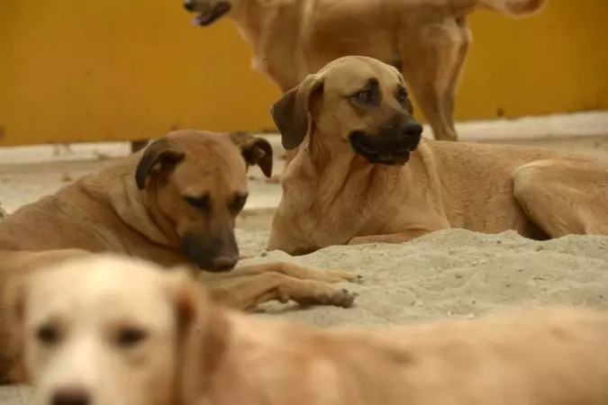 Saiba os cuidados e desafios ao adotar uma animal de estimação