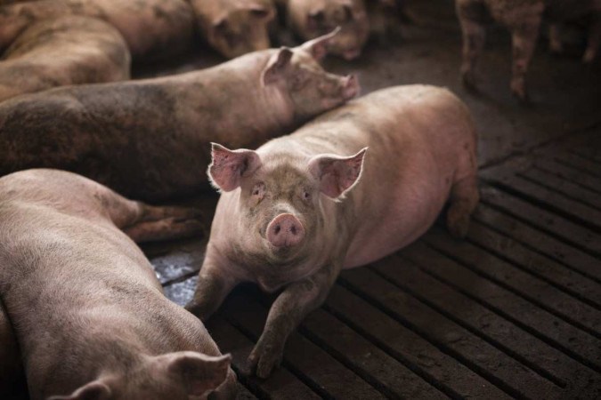 Porco acorda de choque elétrico e mata açougueiro antes de ser abatido