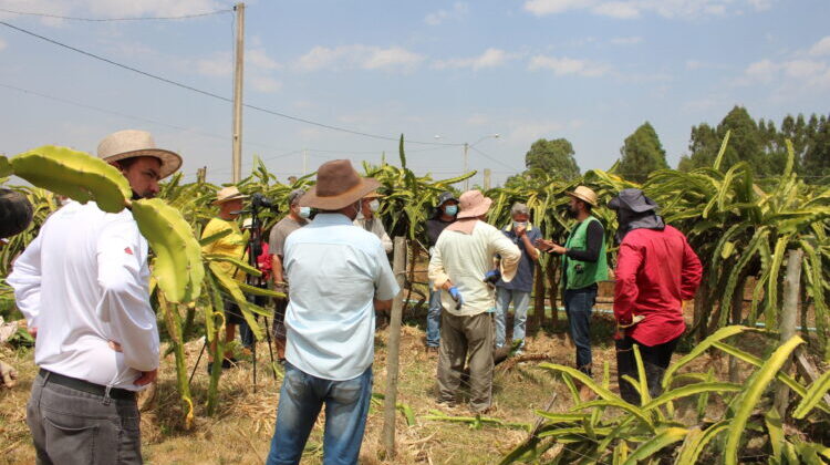 Cultivo de pitaya no DF cresce 64% em quatro anos