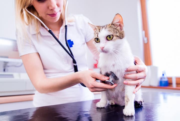 Conheça as cinco principais doenças dos gatos, os sintomas e os tratamentos para cada uma delas