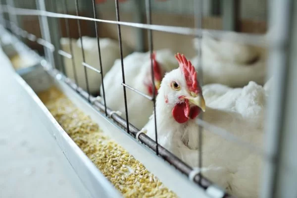 Gripe aviária: vírus H5N1 que matou menina no Camboja sofreu mutação