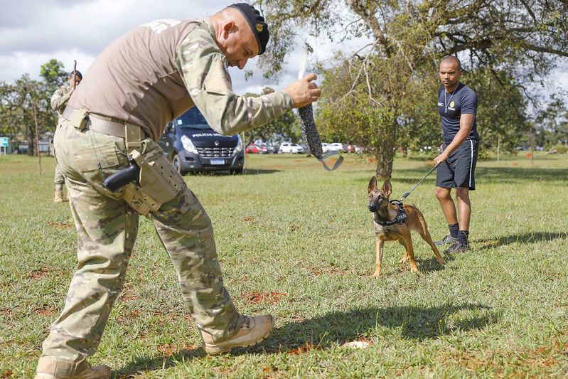 Quatro filhotes em treinos radicais para se tornarem cães farejadores