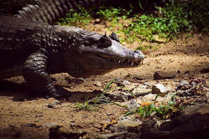 Corpo de homem desaparecido é encontrado dentro de crocodilo