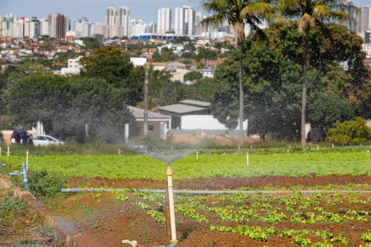 Agricultura urbana ganha força no Distrito Federal