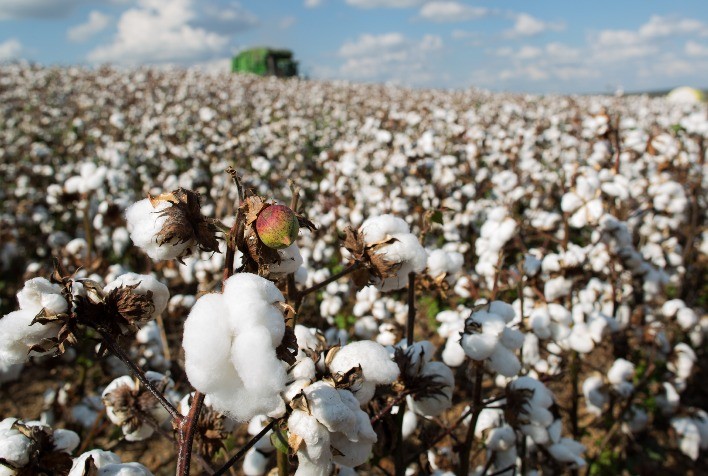 Mato Grosso mantém liderança nacional na produção de grãos e algodão