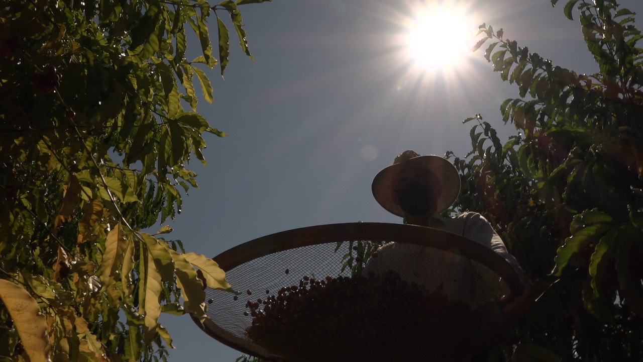 Cooxupé inicia projeto de venda de créditos de carbono no café