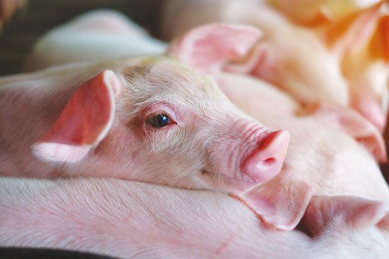 Tecnologias para evolução da produção avícola são destaques em evento promovido pela Phibro Saúde Animal