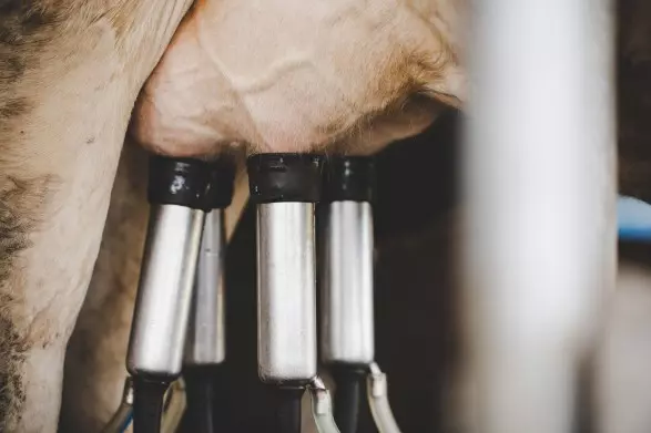 SANIDADE ANIMAL ][ Manejo de ordenha reduz prejuízos causados pela mastite