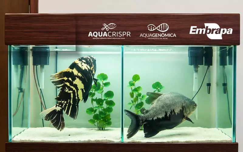 BIOTECNOLOGIA AQUÍCOLA ][ Embrapa apresenta tambaqui editado e pirarucu defumado