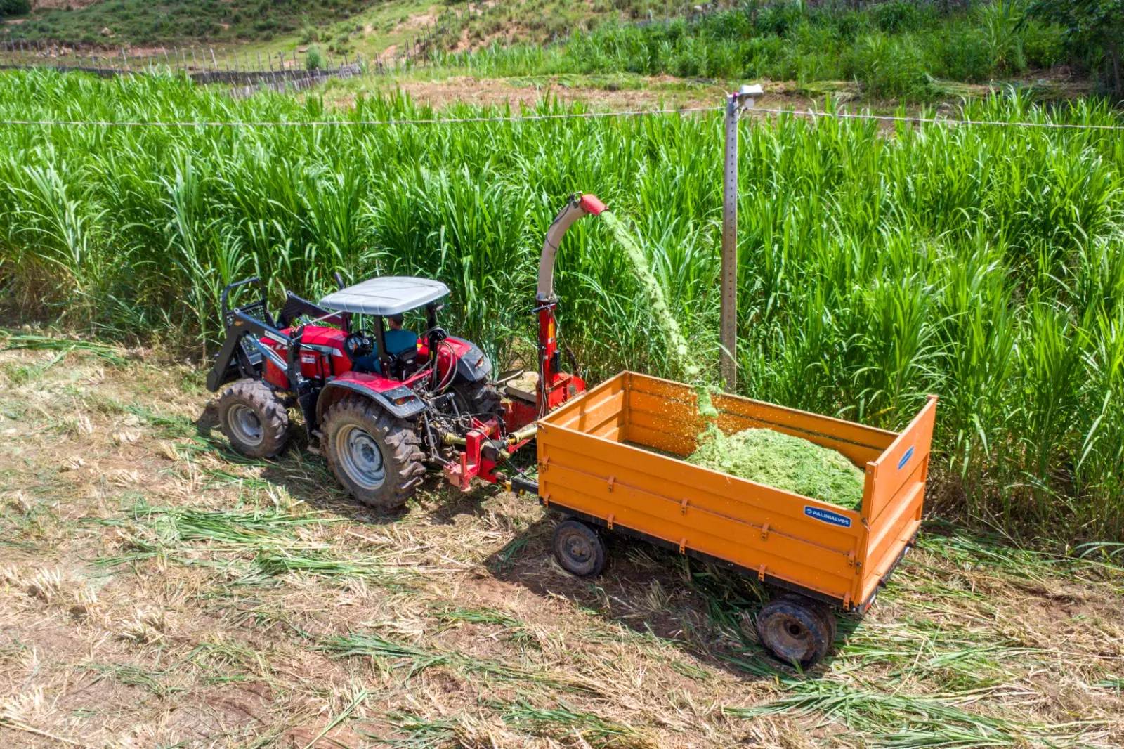 Produção de silagem 2026 é iniciada em Várzea Alegre para garantir alimentação animal