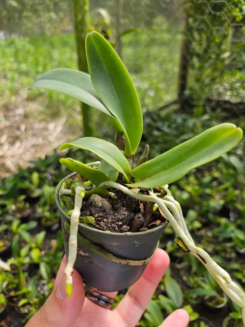 BLC MIRIAN SUZUKI ORANGE CRUSH (MUDA!) - Emporium das Orquídeas 262