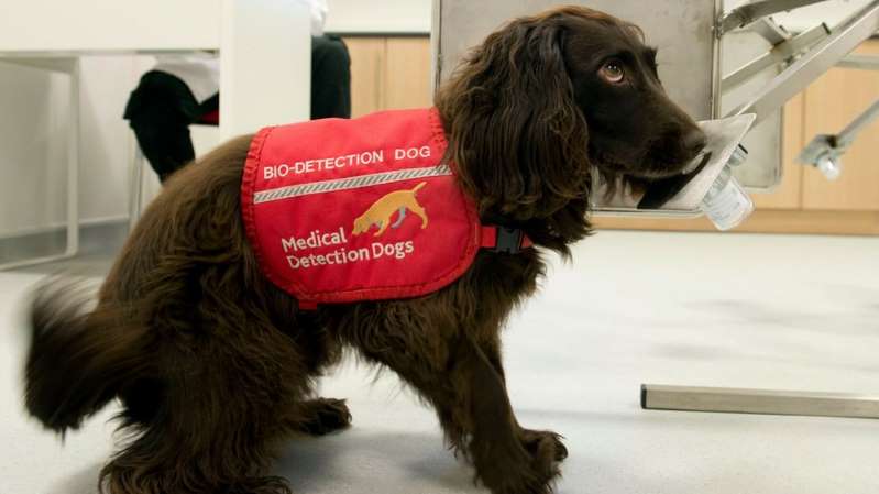 Cães farejadores serão treinados para detectar coronavírus