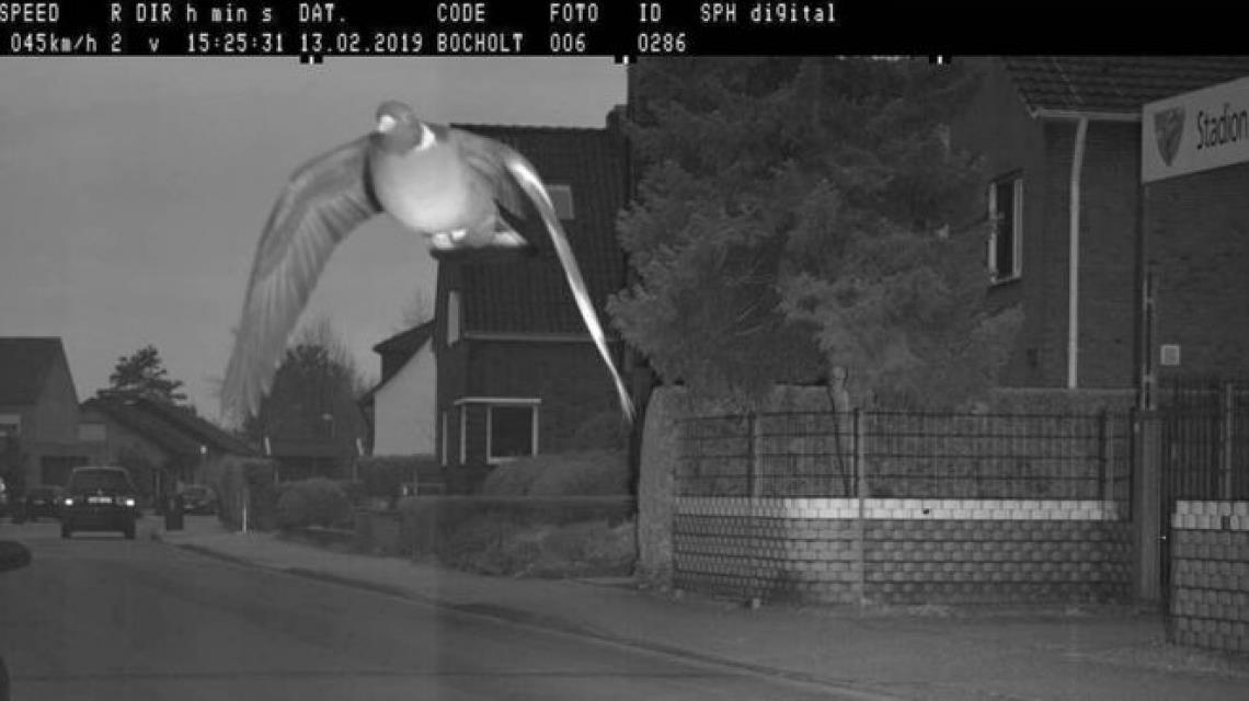 Pombo ultrapassa limite de velocidade e é flagrado por radar na Alemanha