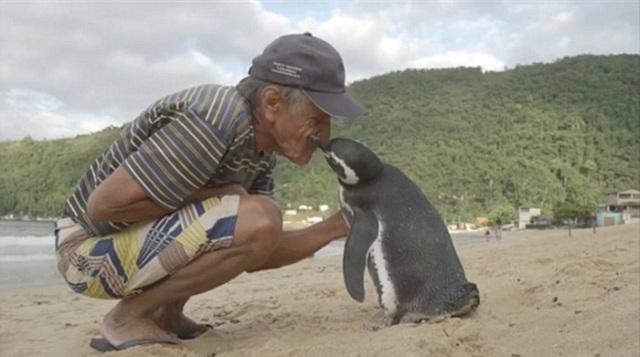 Pinguim viaja todos os anos para o RJ para agradecer brasileiro que salvou sua vida
