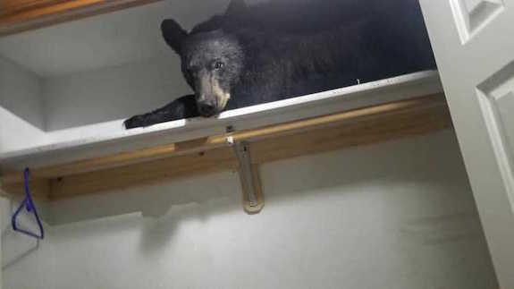 Urso invade casa e entra em armário para tirar 