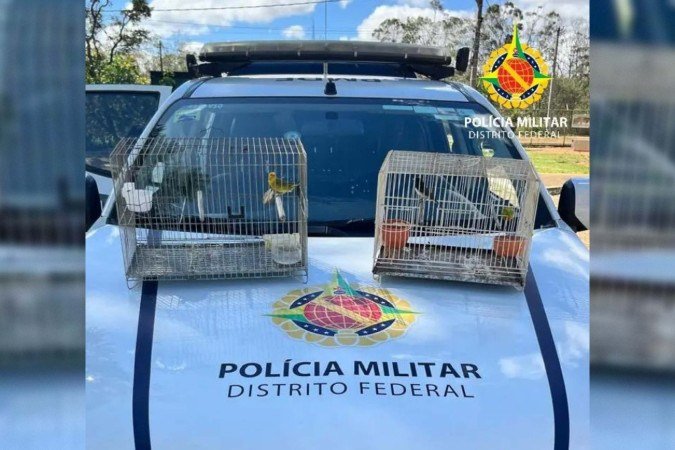 Aves são resgatadas de cativeiro no Sol Nascente